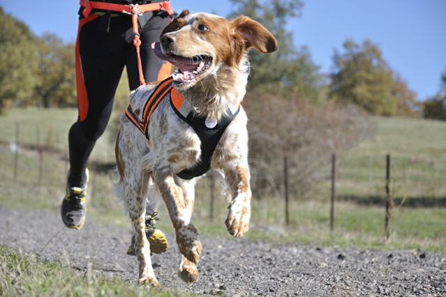 CaniCross – Gemeinsamer Sport mit Hund für Fitness und Bindung